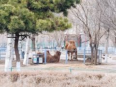 -长白岛森林公园