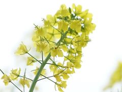 -莲花岛景区