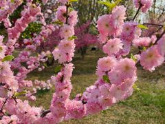 -石家庄市植物园