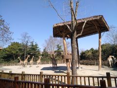 -上海野生动物园