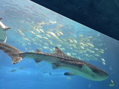 -珠海长隆海洋王国