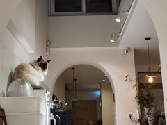 -有猫主题·治愈系猫咖(曾厝垵店)