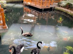 -南宫五洲植物乐园