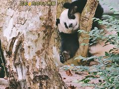 -成都大熊猫繁育研究基地