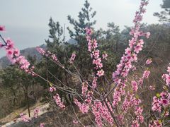 -石老人观光园
