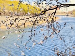 -桃花堤公园