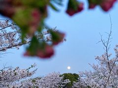 -顾村公园