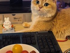 -欣宠猫屋·矮脚拿破仑·蓝金金渐层