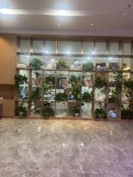 -碧莲盛·不剃发植发
