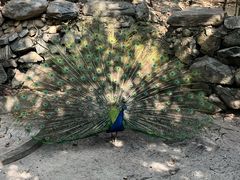 -瑞丽独树成林风景区