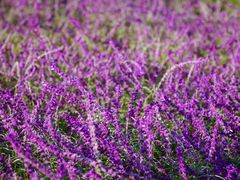 -上海山野camping·户外天幕烧烤·团建拓展营地