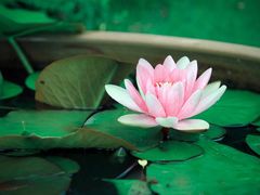 -花开海上生态园