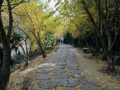 -千年银杏谷文化旅游区