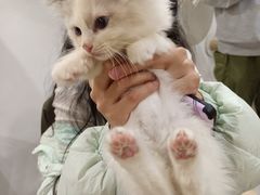 -楼上猫咖(罗湖店)