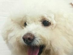 -芭比堂动物医院广州顽皮分院