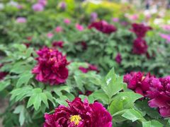 -莲花池公园