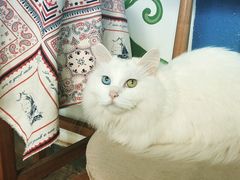 iphone_upload_pic-Anne猫窝咖啡屋