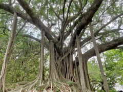 -九龙公园