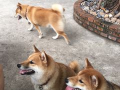 -柴犬高等学院·狗咖·柴犬售卖·宠物训练