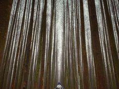 -山王坪喀斯特国家生态公园