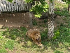 -西霞口神雕山野生动物世界