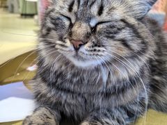 -藏猫猫咖啡主题馆(中央大道店)