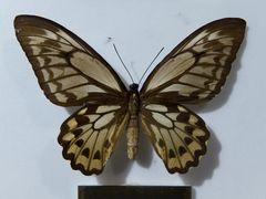 -上海昆虫博物馆