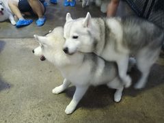 -TrueLove @ Neverland (Husky Cafe)