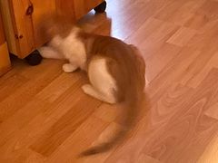 -北京赛佳动物医院