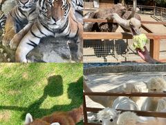 -栾川竹海野生动物园