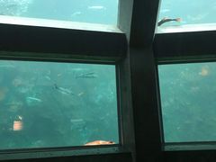 -西雅图水族馆