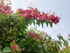 -火炉山森林公园