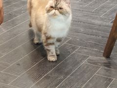 -猫色咖啡·猫咖