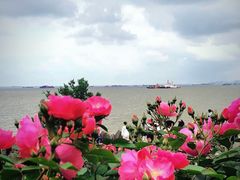 -上海滨江森林公园