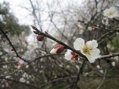 -香雪海