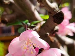 -龙华寺