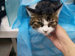 -纳吉亚猫专科动物诊疗中心(蒋宅口分院)