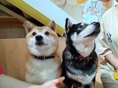 -是阿柴呀！柴犬咖啡·爱喵喵猫咖