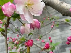-即墨古城