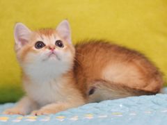 -Bastet sally猫舍购宠(静安店)