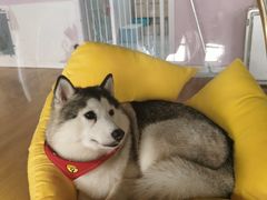 -Husky Go! 哈士奇体验馆·宠物咖啡厅狗咖