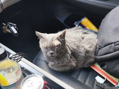 -北京赛佳动物医院