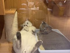 -Pets First伊珊娜洗护·精致美容·家庭式寄养(新会路店)