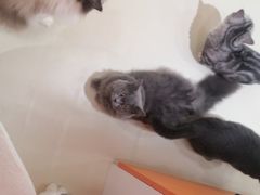 -三花喵·撸猫购宠·宠物生活馆(虹桥南丰城店)