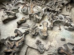 -自贡恐龙博物馆