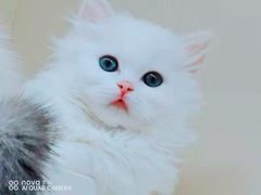 -70cat德文卷毛猫·缅因猫纯种猫舍