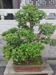 -复旦大学附属妇产科医院(杨浦院区)