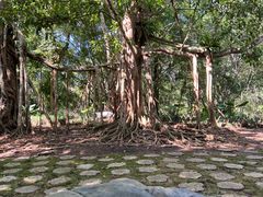 -中国科学院西双版纳热带植物园