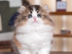 -小猫来了·猫舍(红山六九七九店)