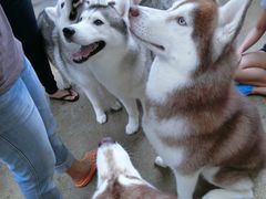 -TrueLove @ Neverland (Husky Cafe)